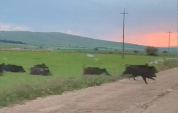 Puglia Mandria Di Cinghiali Attraversa La Strada Almeno Esemplari