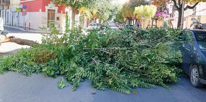 Forte Vento In Puglia Cade Albero A Barletta